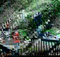 Curtis Falls track Tamborine National Park - Accommodation ACT