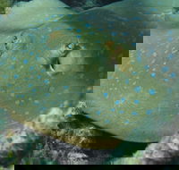 Fitzroy Island Dive Site - Accommodation ACT