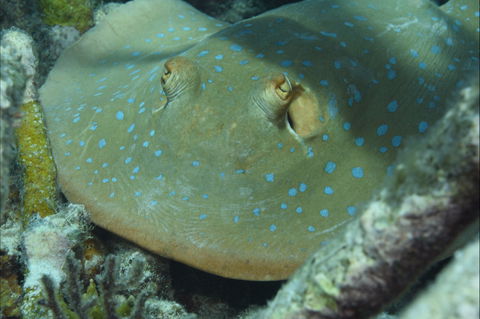 Fitzroy Island Dive Site - Accommodation ACT 0