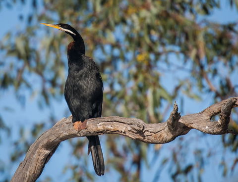 Greenough River Nature Trail - Accommodation ACT 0