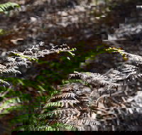 Langwarrin Flora and Fauna Reserve Walking Trails - Accommodation ACT