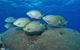 Lodestone Reef - thumb 0