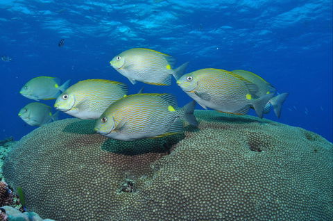 Lodestone Reef - Accommodation ACT 0
