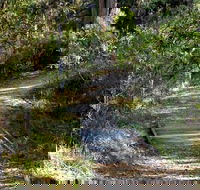 McDirtys Walking Track - Accommodation ACT