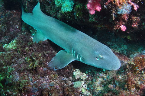 Middle Reef Dive Site - Accommodation ACT 0