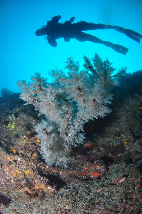 Middle Reef Dive Site - Accommodation ACT 1