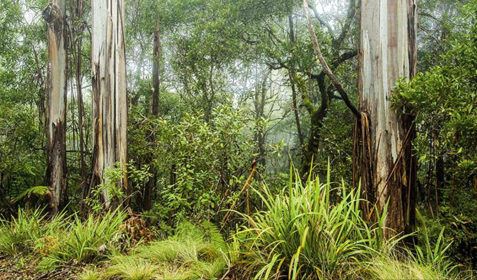 Upper Eden Creek NSW Accommodation ACT