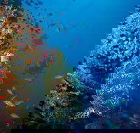 SS Yongala Dive Site - Accommodation ACT