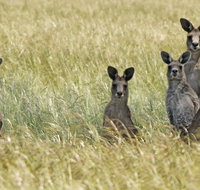Woodlands Historic Park - Accommodation ACT