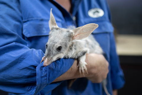 9 Day Outback Adventure - Accommodation ACT 0