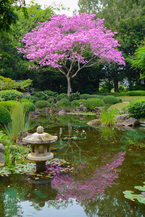 Brisbane Botanic Gardens Mount Coot-tha - Accommodation ACT 2