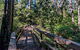 Dawson River Walking Track - thumb 0