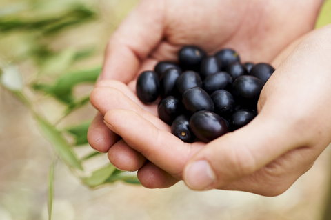 Eat, Pick, Grow Trail - Wanneroo And Chittering - Accommodation ACT 0