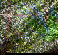 Great North walk - Palm Grove Nature Reserve - Accommodation ACT