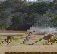Great Nature Trail - Accommodation ACT