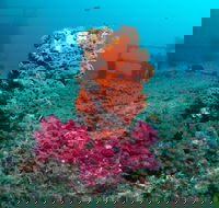HMAS Brisbane Dive Site - Accommodation ACT