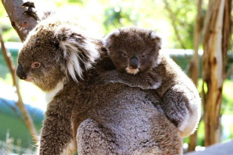 Koala Conservation Reserve - Accommodation ACT 0