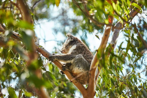 Koala Conservation Reserve - Accommodation ACT 1