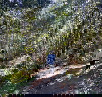 Lyrebird Circuit Walk - Accommodation ACT