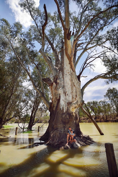 The Big Tree - Accommodation ACT 0