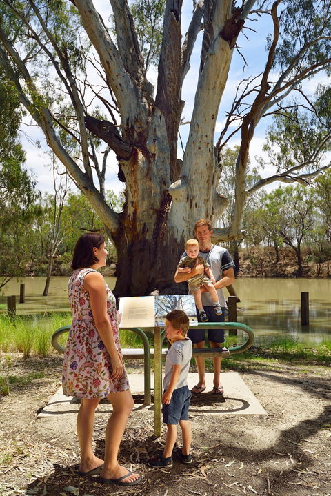 The Big Tree - Accommodation ACT 1
