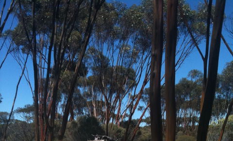 Boorabbin National Park - Accommodation ACT 0