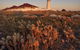 Cape Willoughby Heritage Trail - thumb 0