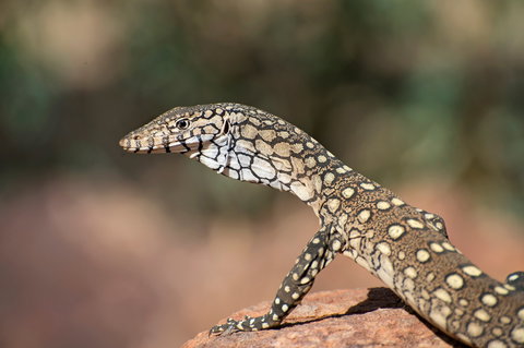 East MacDonnell Ranges - Accommodation ACT 1