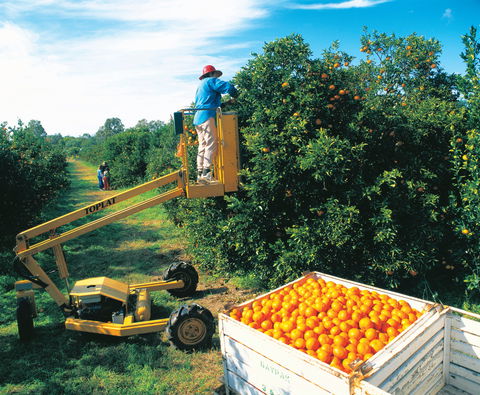 Gayndah's Big Orange - Accommodation ACT 0