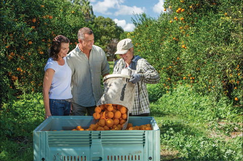 Gayndah's Big Orange - Accommodation ACT 1