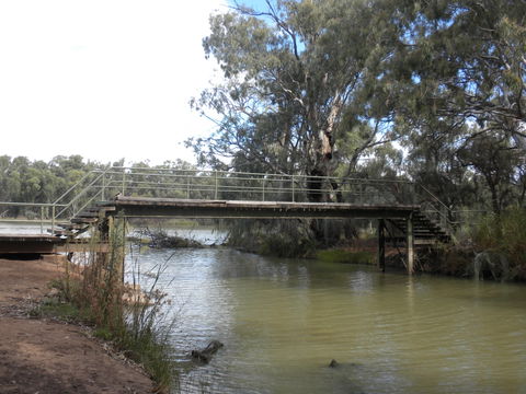 Junction Island Nature Reserve, Canoe Tree And Walking Track - Accommodation ACT 0