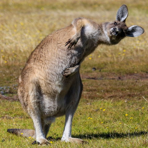 Narawntapu National Park - Accommodation ACT 0