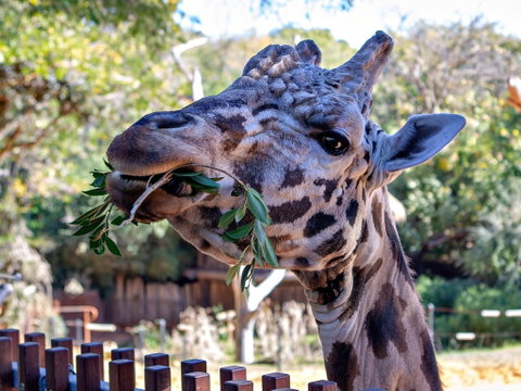 Perth Zoo - Accommodation ACT 0