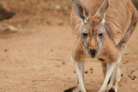 Perth Zoo - Accommodation ACT 1