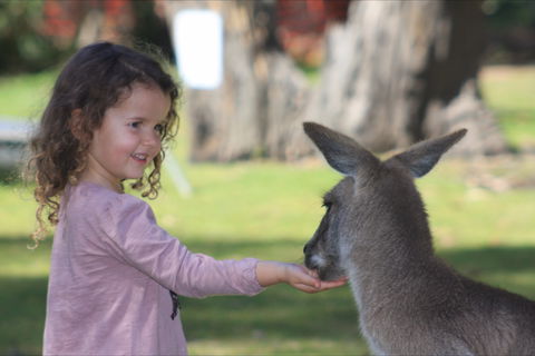 Potoroo Palace Native Animal Sanctuary - Accommodation ACT 1