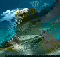 Reef HQ Aquarium - Accommodation ACT