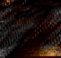 Tamborine Mountain Glow Worm Tours - Accommodation ACT