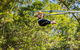 TreeTop Crazy Rider - thumb 0