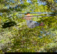 TreeTop Crazy Rider - Accommodation ACT