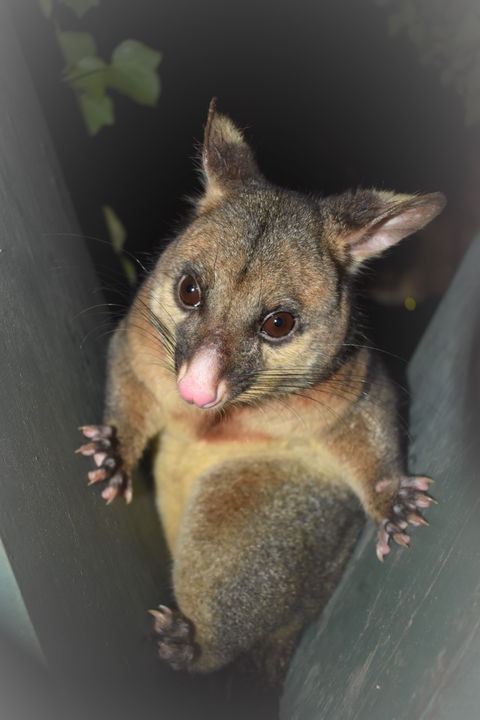 Umpherston Possum Tours - Accommodation ACT 1