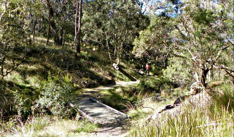 Wollomombi Walking Track - Accommodation ACT 0