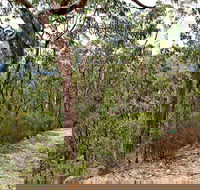 Yango Walking Track - Accommodation ACT