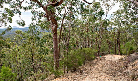 Yango Walking Track - Accommodation ACT 0