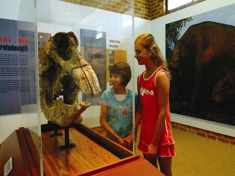 Australian Museum Diprotodon Exhibition: Closed For Building Repair July August - Accommodation ACT 0