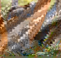 Cleland Wildlife Park - Accommodation ACT