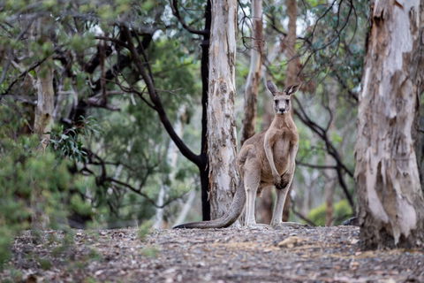 Currawong Bush Park - Accommodation ACT 1
