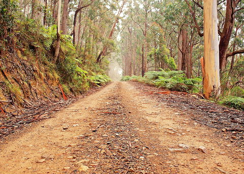 Cycle Mogo State Forest - Accommodation ACT 1