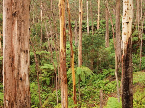Cycle Mogo State Forest - Accommodation ACT 2