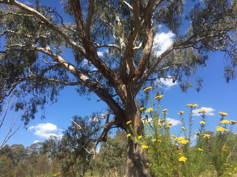 Euroa Arboretum - Accommodation ACT 0