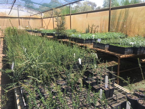 Euroa Arboretum - Accommodation ACT 1